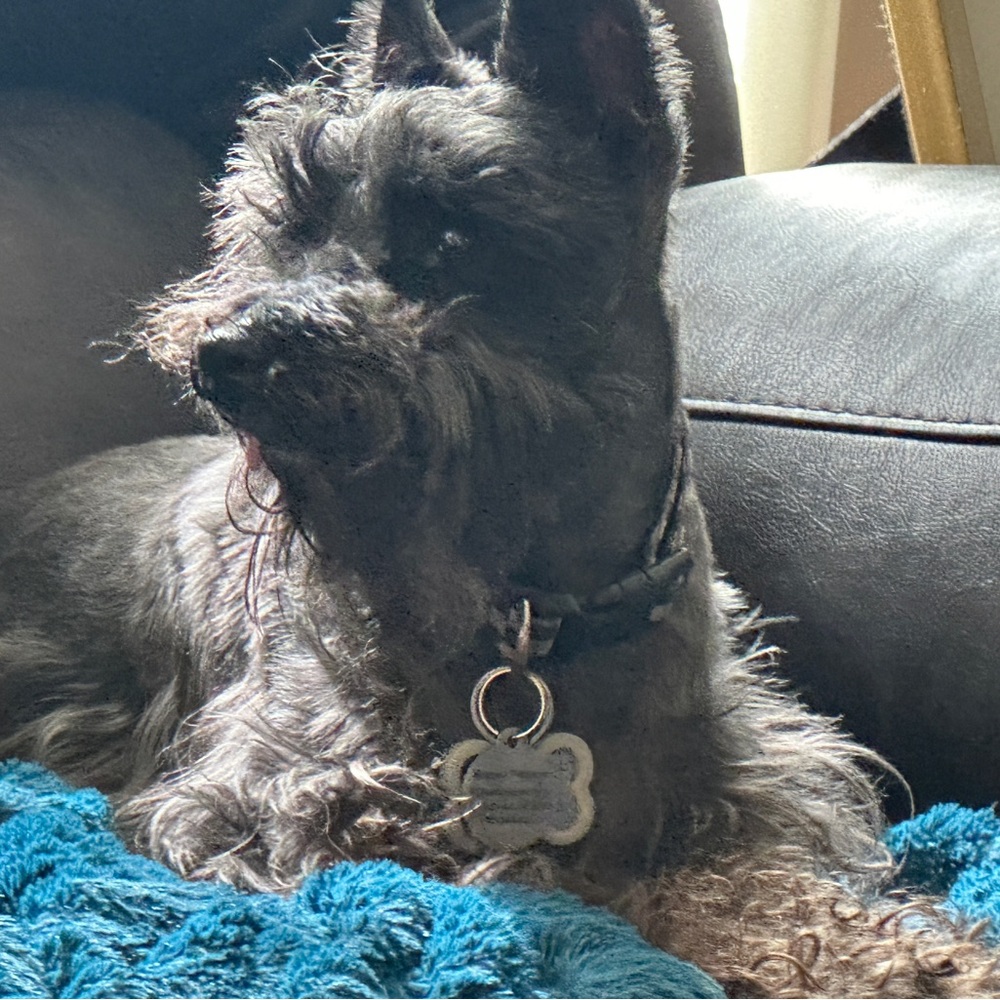 Please help me get 1000 likes by June 12th! Please share if U liked it before Ty - Picture 6 of 16